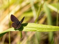 Cupido minimus 25, Dwergblauwtje, Saxifraga-Bart Vastenhouw