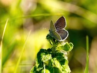 Cupido minimus 26, Dwergblauwtje, Saxifraga-Bart Vastenhouw