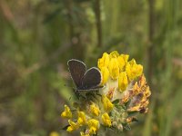 Cupido minimus 4, Dwergblauwtje, female, Vlinderstichting-Kars Veling