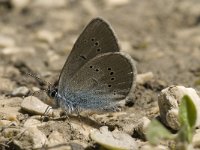 Cyaniris semiargus 13, Klaverblauwtje, male, Saxifraga-Jan van der Straaten