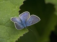 Cyaniris semiargus 14, Klaverblauwtje, male, Saxifraga-Jan van der Straaten