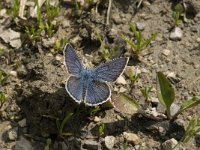 Cyaniris semiargus 22, Klaverblauwtje, Saxifraga-Jan van der Straaten