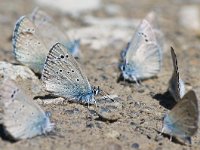 Cyaniris semiargus 25, Klaverblauwtje, Saxifraga-Rik Kruit