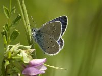 Cyaniris semiargus 27, Klaverblauwtje, male, Saxifraga-Jan van der Straaten