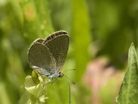 Cyaniris semiargus 29, Klaverblauwtje, Saxifraga-Jan van der Straaten