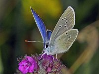 247_19, Klaverblauwtje : Mazarine Blue, Klaverblauwtje, Polyommatus semiargus, male