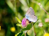 Cyaniris semiargus 43, Klaverblauwtje, Saxifraga-Bart Vastenhouw