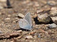 Cyaniris semiargus 48, Klaverblauwtje, Saxifraga-Luuk Vermeer