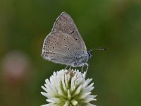 Cyaniris semiargus 61, Klaverblauwtje, Saxifraga-Luuk Vermeer