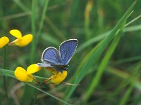 Cyaniris semiargus 9, Klaverblauwtje, Vlinderstichting-Kars Veling