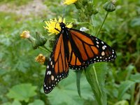 Danaus plexippus 11, Monarchvlinder, Saxifraga-Ed Stikvoort : s9900