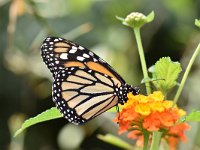 Danaus plexippus 14, Monarchvlinder, Saxifraga-Luuk Vermeer