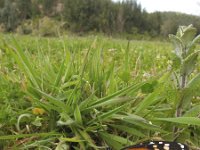 Danaus plexippus 4, Monarchvlinder, Saxifraga-Rob Felix : Animalia, Arthropoda, Insecta, Lepidoptera, animal, arthropod, butterfly, dier, dieren, geleedpotige, geleedpotigen, insect, insecten, vlinder, vlinders