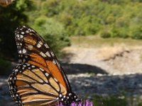 Danaus plexippus, 15, Monarchvlinder, on Cirsium, Saxifraga-Kars Veling