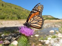 Danaus plexippus, 21, Monarchvlinder, on Cirsium, Saxifraga-Kars Veling