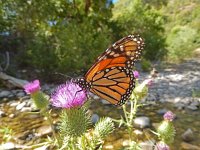 Danaus plexippus, 28, Monarchvlinder, on Cirsium, Saxifraga-Kars Veling