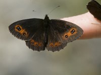 Erebia aethiops 12, Zomererebia, male, Saxifraga-Jan van der Straaten