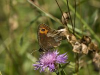 Erebia aethiops 8, Zomererebia, male, Saxifraga-Jan van der Straaten