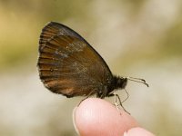 Erebia aethiops 9, Zomererebia, male, Saxifraga-Jan van der Straaten