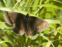 Erebia alberganus 10, Amandeloogerebia, Saxifraga-Jan van der Straaten