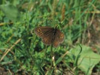 Erebia alberganus 11, Amandeloogerebia, Vlinderstichting-Kars Veling