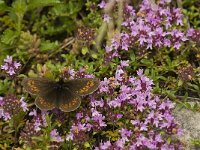 Erebia alberganus 12, Amandeloogerebia, Saxifraga-Jan van der Straaten