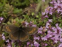 Erebia alberganus 13, Amandeloogerebia, Saxifraga-Jan van der Straaten