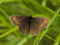 Erebia alberganus 5, Amandeloogerebia, female, Saxifraga-Jan van der Straaten