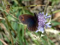 Erebia alberganus 6, Amandeloogerebia, female, Saxifraga-Jan van der Straaten