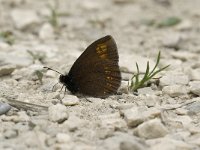 Erebia alberganus 8, Amandeloogerebia, male, Saxifraga-Jan van der Straaten