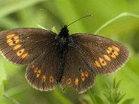 Erebia alberganus 9, Amandeloogerebia, male, Saxifraga-Jan van der Straaten