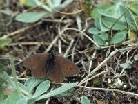 Erebia cassioides 10, Gewone glanserebia, Vlinderstichting-Kars Veling