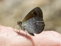 Erebia cassioides 12, Gewone glanserebia, Saxifraga-Jan van der Straaten