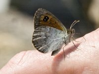 Erebia cassioides 13, Gewone glanserebia, Saxifraga-Jan van der Straaten