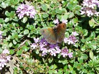 Erebia cassioides 15, Gewone glanserebia, Saxifraga-Ben Delbaere