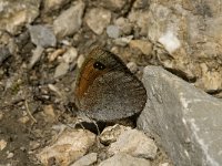 Erebia cassioides 17, Gewone glanserebia, Saxifraga-Jan van der Straaten