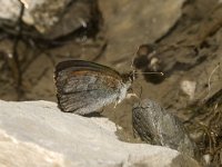 Erebia cassioides 18, Gewone glanserebia, Saxifraga-Jan van der Straaten