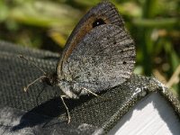 Erebia cassioides 19, Gewone glanserebia, Saxifraga-Jan van der Straaten