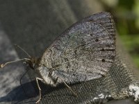 Erebia cassioides 20, Gewone glanserebia, Saxifraga-Jan van der Straaten