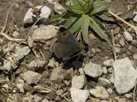 Erebia cassioides 6, Gewone glanserebia, male, Saxifraga-Jan van der Straaten