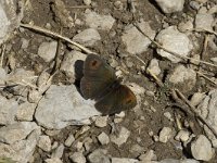 Erebia cassioides 9, Gewone glanserebia, male, Saxifraga-Jan van der Straaten