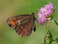 Erebia euryale 4, Grote erebia, Vlinderstichting-Albert Vliegenthart