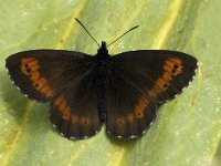 Erebia euryale 5, Grote erebia, Saxifraga-Jan van der Straaten