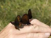 Erebia ligea 11, Boserebia, Saxifraga-Marijke Verhagen