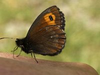 Erebia ligea 12, Boserebia, Saxifraga-Marijke Verhagen