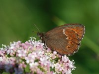 Erebia ligea 13, Boserebia, Vlinderstichting-Albert Vliegenthart