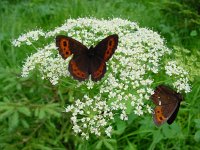 Erebia ligea 14, Boserebia, Vlinderstichting-Fons Bongers