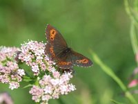 Erebia ligea 15, Boserebia, Vlinderstichting-Albert Vliegenthart