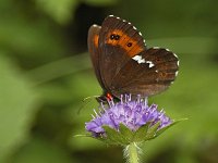 D_Boserebia #02, Leutasch : Erebia ligea, Boserebia