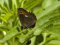 Erebia ligea 17, Boserebia, Saxifraga-Jan van der Straaten